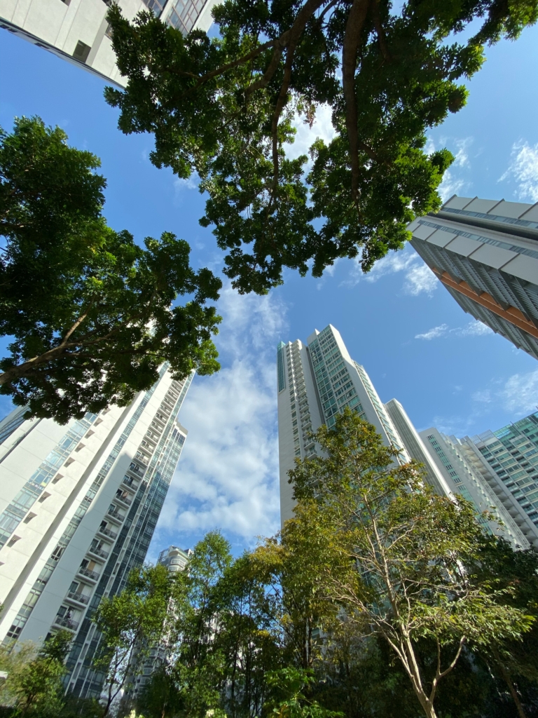 Trees and skyscrapers from the ground MandA